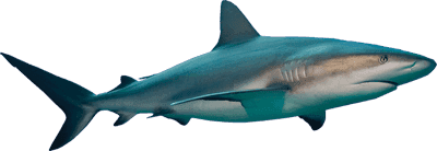 Shortfin Mako Shark