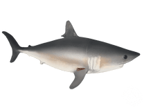 Porbeagle Shark